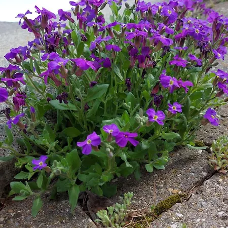 Maison Lo For - Casa Indipendente * Torgnon